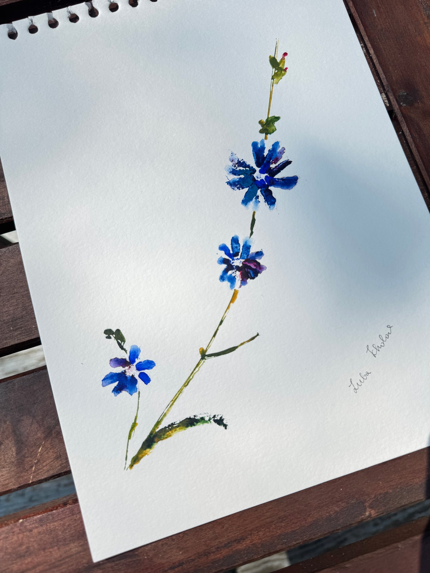 Chicory No. 1 Original Watercolor Art