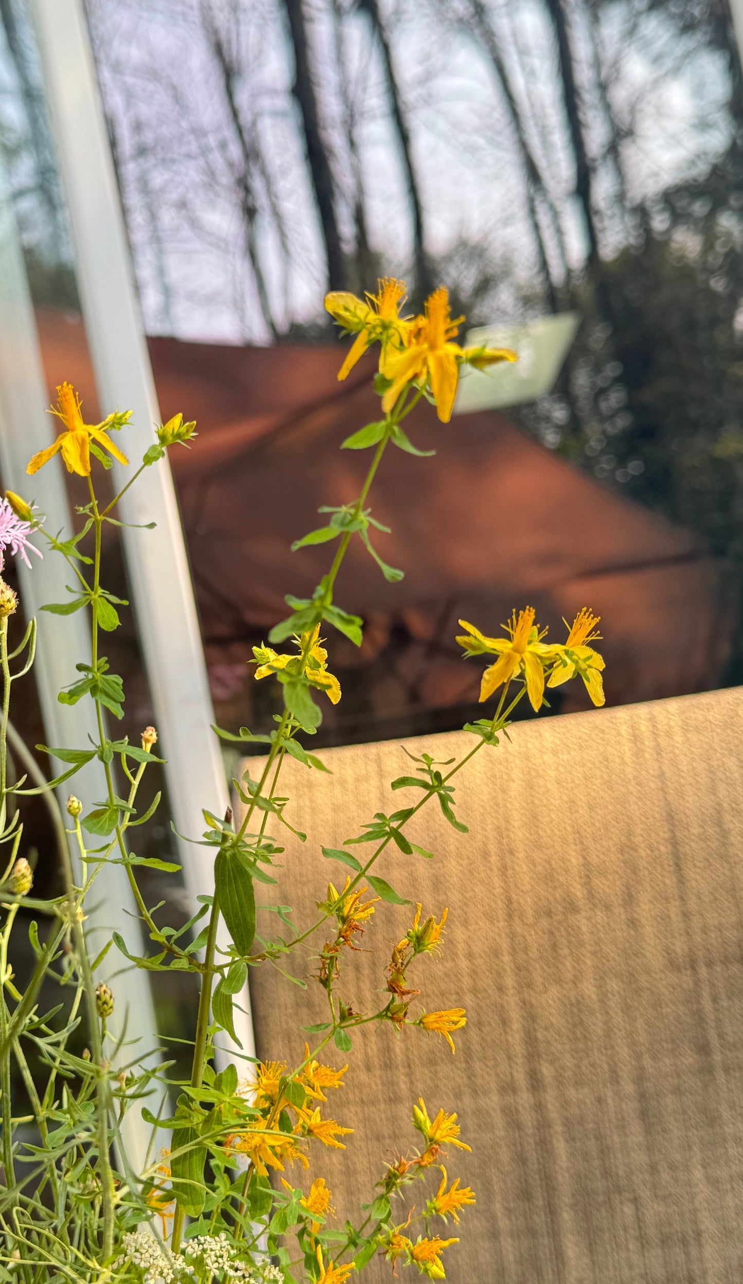 Common St. John's Wort Original Watercolor Art