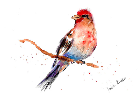House Finch Original Watercolor Art – Birds of NYC