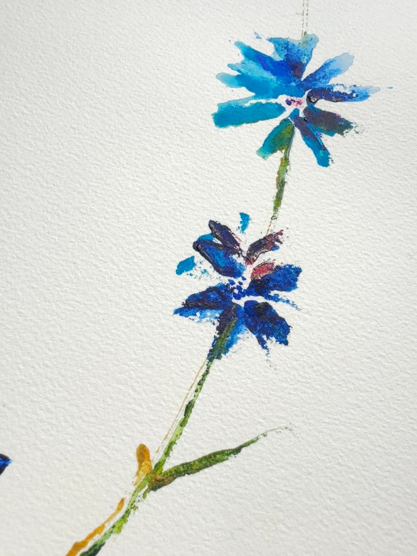 Chicory No. 2 Original Watercolor Art