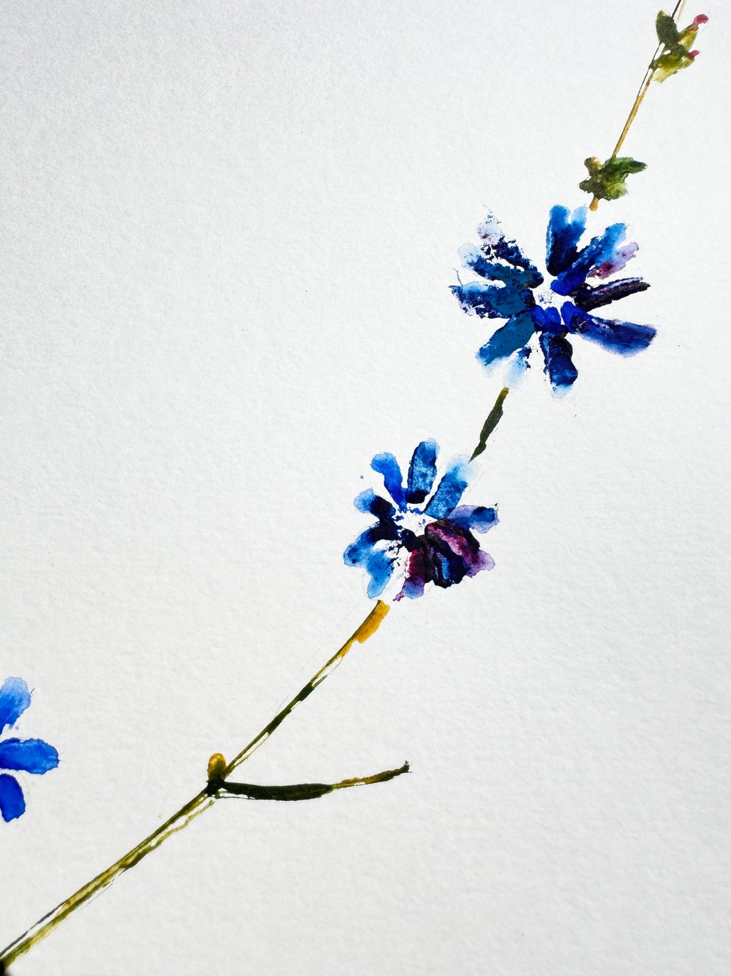 Chicory No. 1 Original Watercolor Art