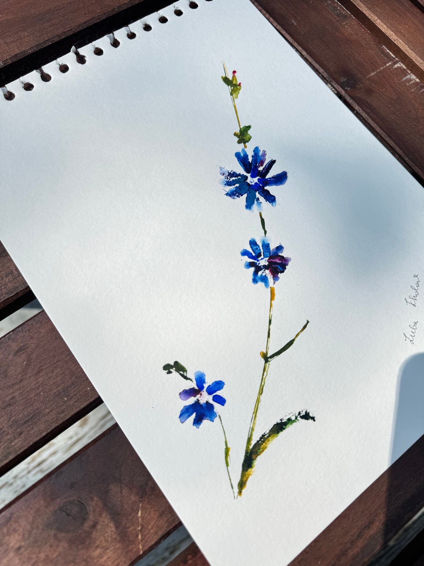Chicory No. 1 Original Watercolor Art