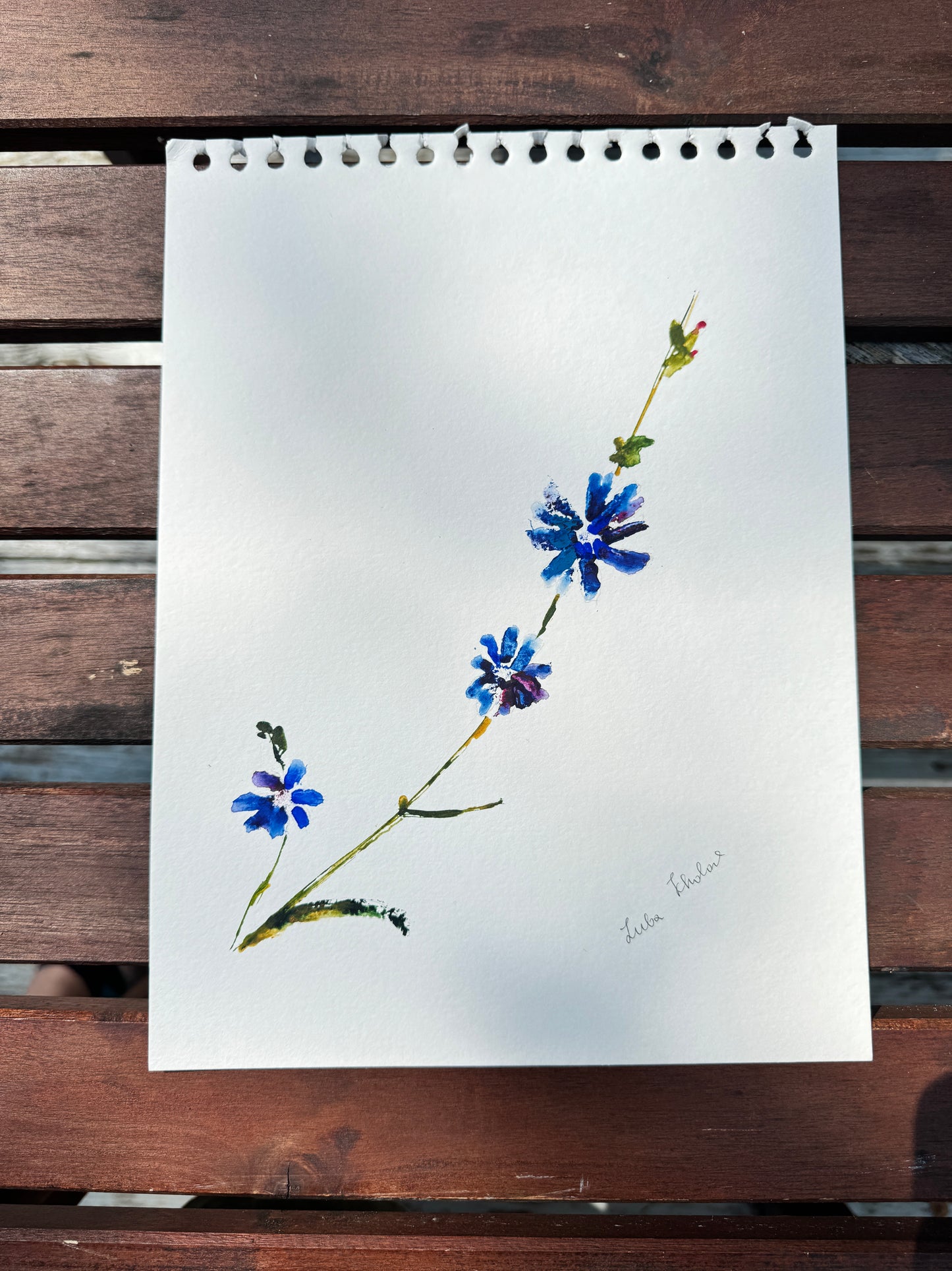 Chicory No. 1 Original Watercolor Art