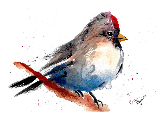 Common Redpoll Female Art Print – Birds of NYC