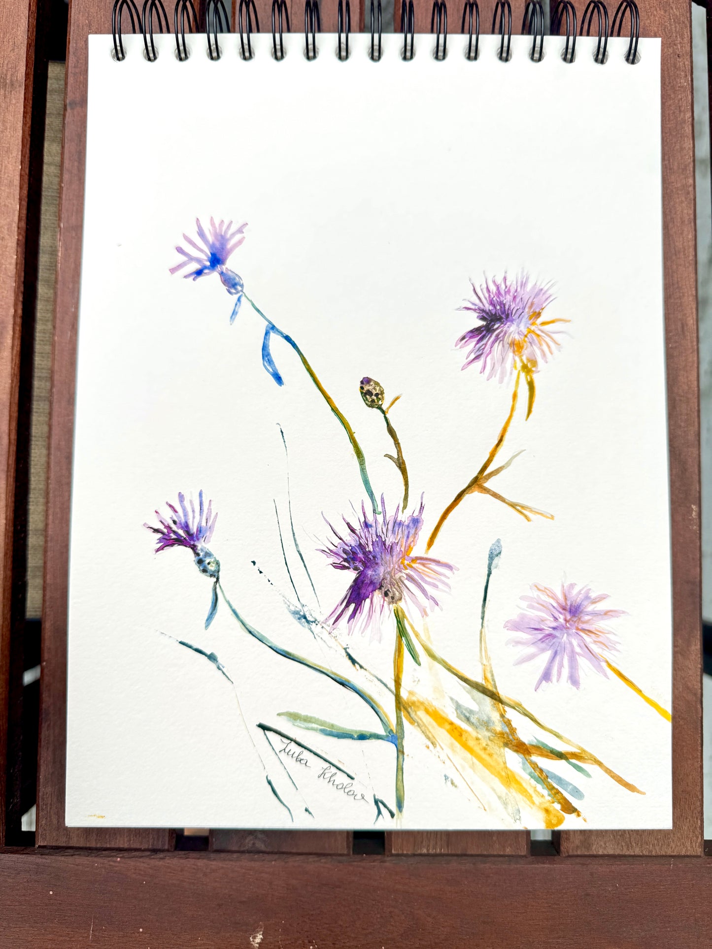 Spotted Knapweed Original Watercolor Art