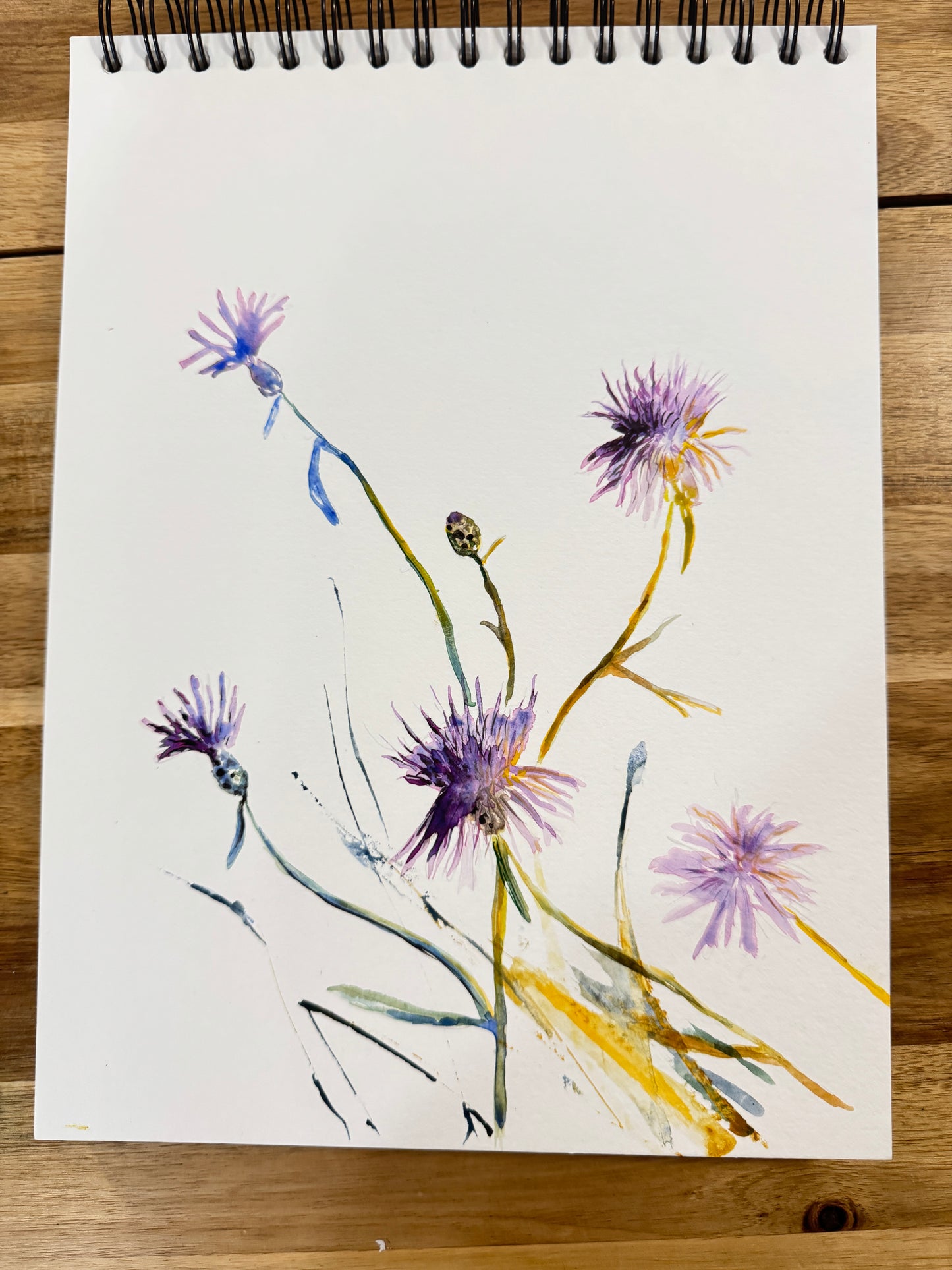Spotted Knapweed Original Watercolor Art