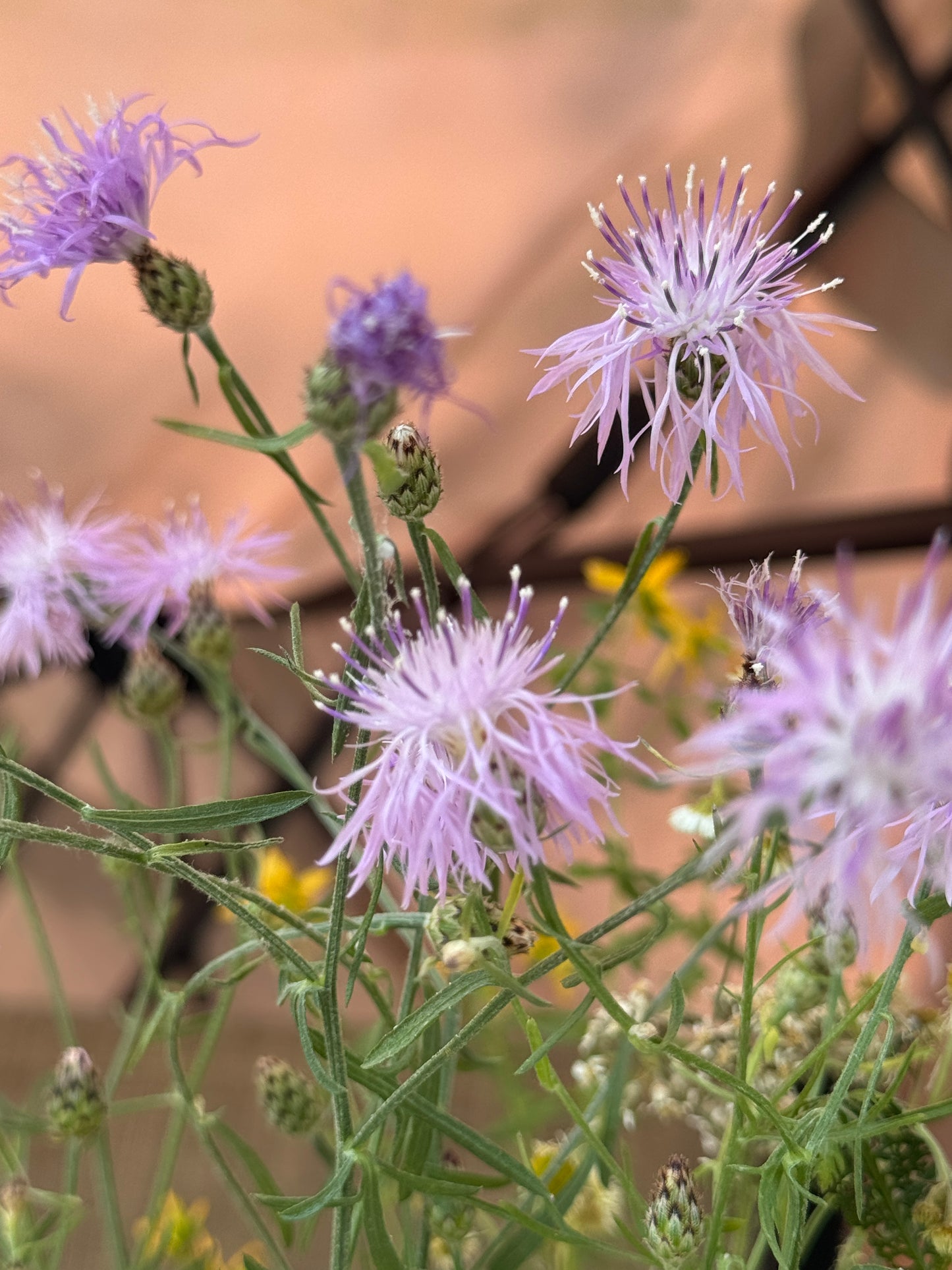 Spotted Knapweed Original Watercolor Art