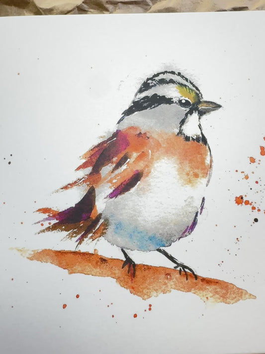 White-throated Sparrow Art Print – Birds of NYC